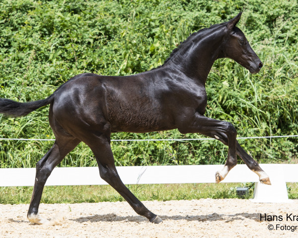 horse Decento (Austrian Warmblood, 2023, from Dimaggio Black)
