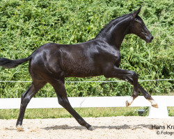 horse Decento (Austrian Warmblood, 2023, from Dimaggio Black)