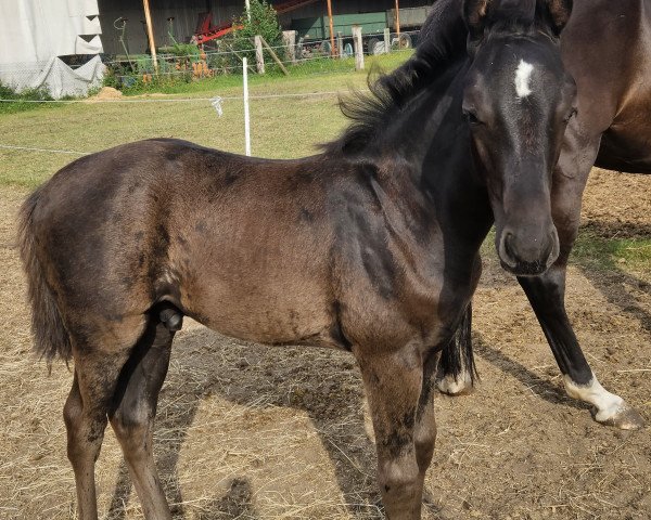 Pferd Dumbledore M (Hannoveraner, 2023, von Donier)