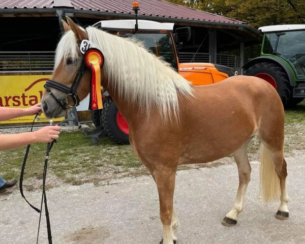 broodmare Adina (13,97% ox) (Edelbluthaflinger, 2017, from DSP Nakuri (17,19% ox))