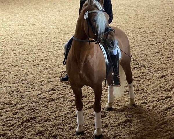 stallion DSP Nakuri (17,19% ox) (Haflinger, 2004, from Nebos II (3,125% ox))