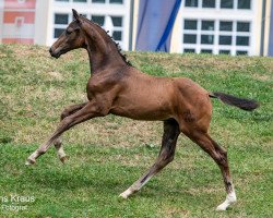 horse Falco BMK (Austrian Warmblood, 2023, from Feliciano)