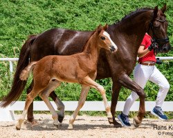 horse Lennon (Austrian Warmblood, 2023, from Lennox U.S.)