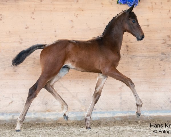 Pferd Gladiator M (Österreichisches Warmblut, 2023, von Galaxy)