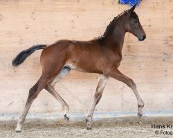 horse Gladiator M (Austrian Warmblood, 2023, from Galaxy)