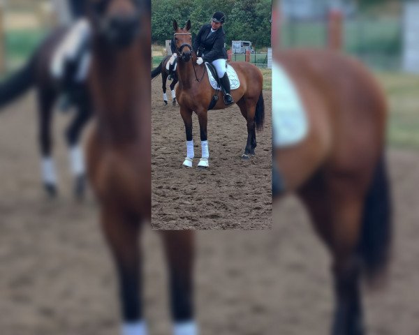 broodmare Despacita L (Hanoverian, 2018, from Destano)