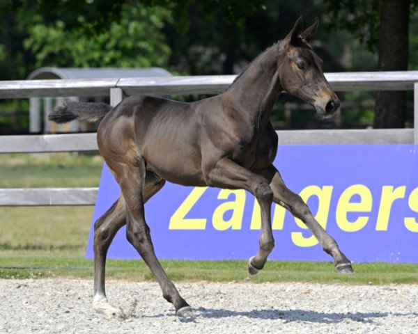 horse Chacco Lina Jeba Z (Zangersheide riding horse, 2023, from Chacco-Blue)