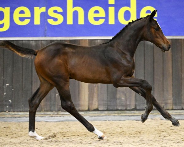 horse Cute Ice Z (Zangersheide riding horse, 2023, from Chacco-Blue)