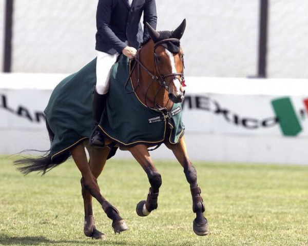 broodmare Do-To-Nini W (KWPN (Royal Dutch Sporthorse), 2008, from Vigaro)