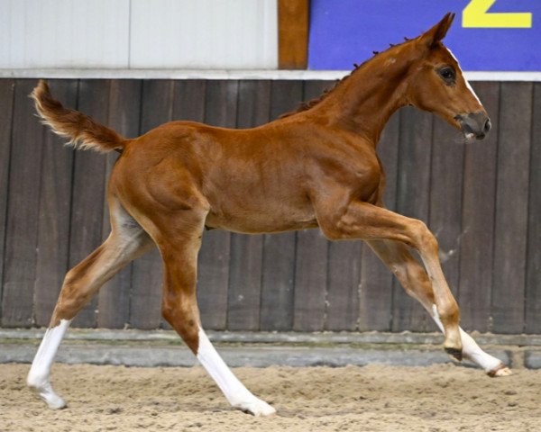 horse Chakira van Mander Z (Zangersheide riding horse, 2023, from Chacco-Blue)