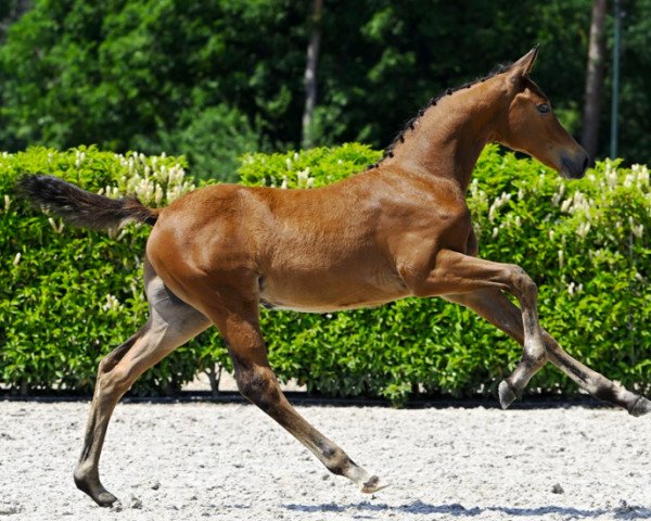 Pferd Unforgettable Touch Z (Zangersheide Reitpferd, 2023, von United Touch S)