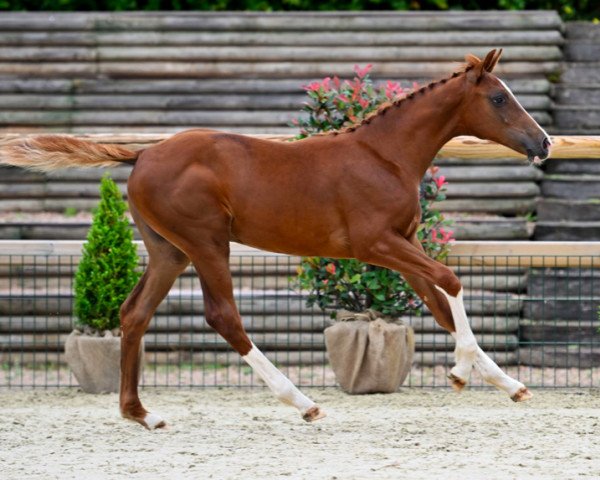 horse Qeljolly du Forezan Z (Zangersheide riding horse, 2023, from Qlassic Bois Margot)