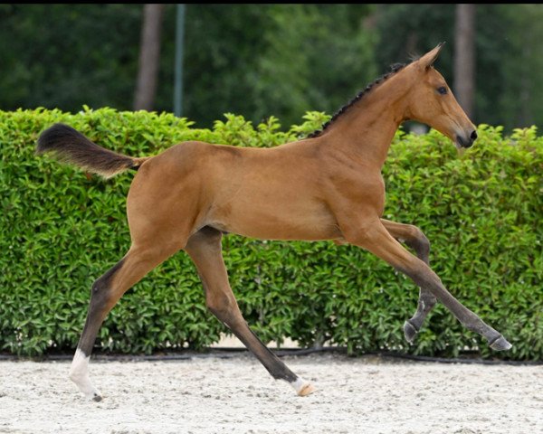 horse Comme Vita vd Holstenhoeve Z (Zangersheide riding horse, 2023, from Comme il Faut)
