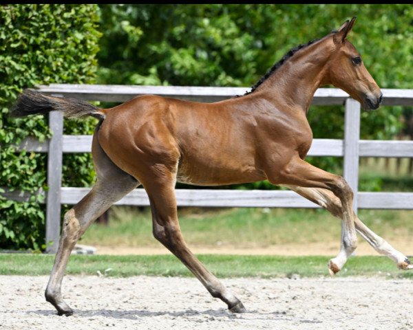 Pferd Comme Champ FP Z (Zangersheide Reitpferd, 2023, von Comme il Faut)