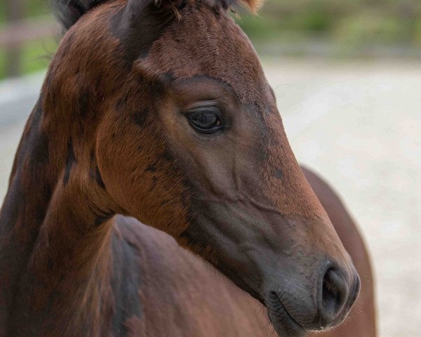 broodmare Feenrose (Hanoverian, 2023, from Fanegro)