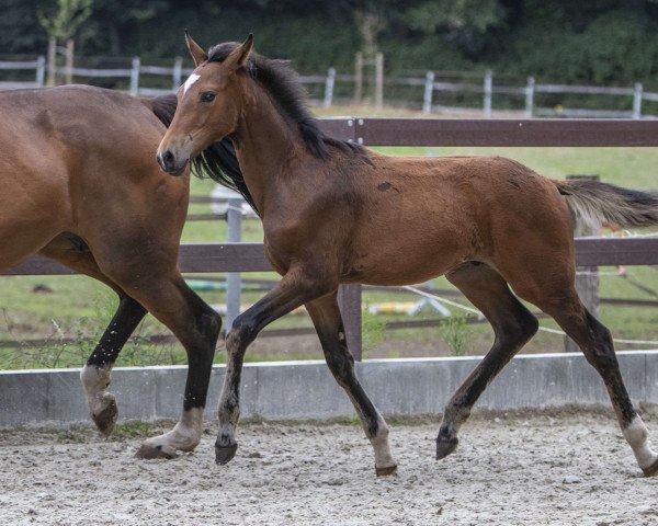 horse Diamantenjunge (Hanoverian, 2023, from Diamond First)