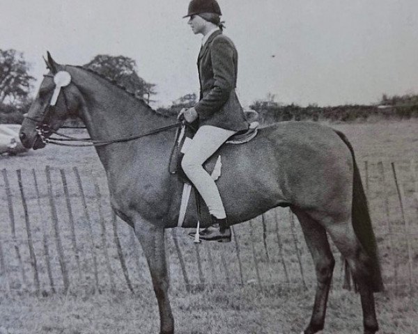 Pferd Autumn Gem of Cotgrave (British Riding Pony, 1971, von Gems Signet)
