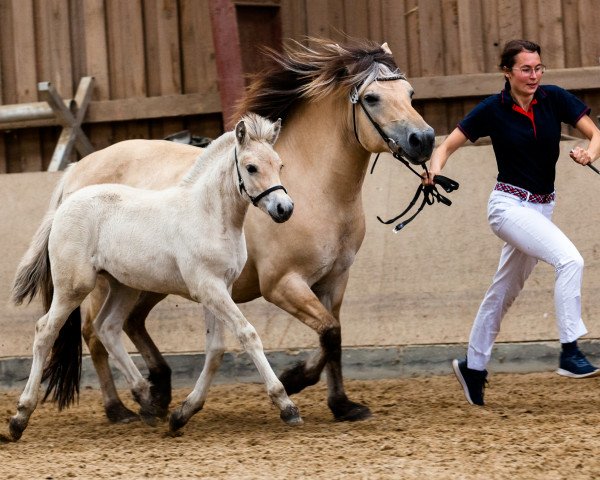broodmare Nada (Fjord Horse, 2023, from Trollfin)