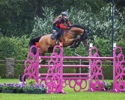 jumper Caboom 3 (German Warmblood, 2012, from Cartusch 21)