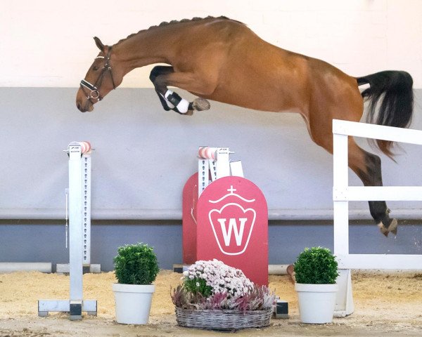 horse Honeymoon (Westphalian, 2018, from Hampshire VDL)