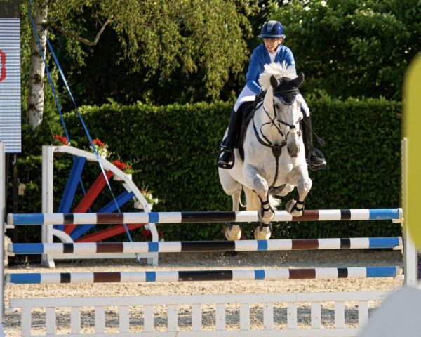 Springpferd Henkel's Corado (Westfale, 2008, von Henkel's Corrado)