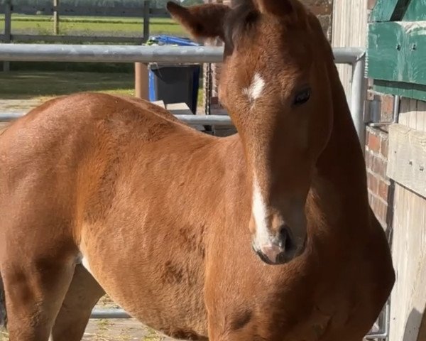 horse Eddy (Hanoverian, 2023, from Eastwood)
