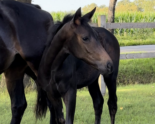 horse Donna Athletica (Hanoverian, 2023, from Diathletico FRH)