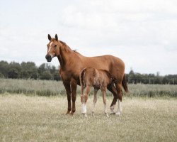 broodmare Wakira 12 (Hanoverian, 2002, from Weltmeyer)