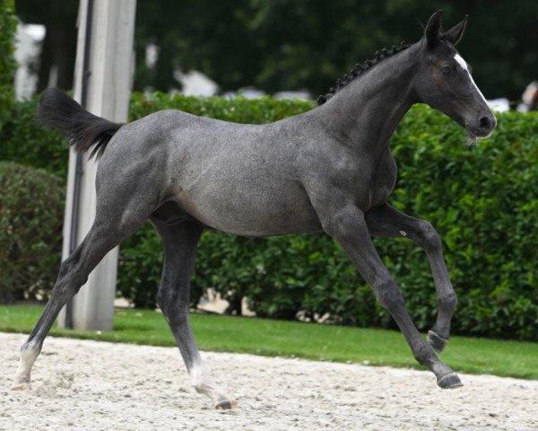 Pferd Collin Tachor Z (Zangersheide Reitpferd, 2023, von Comme il Faut)