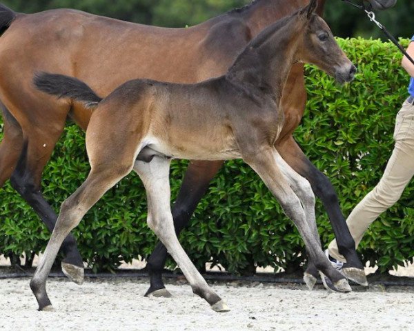 horse Caraxes T40 Z (Zangersheide riding horse, 2023, from Conthargos)
