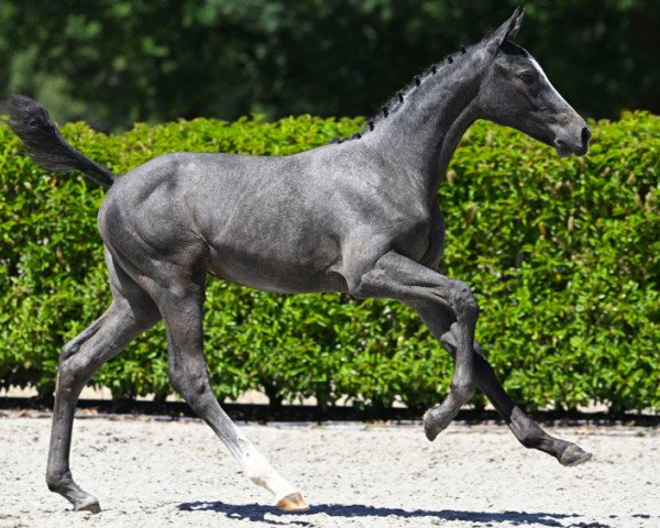 horse Coreuza L Z (Zangersheide riding horse, 2023, from Cornado II)