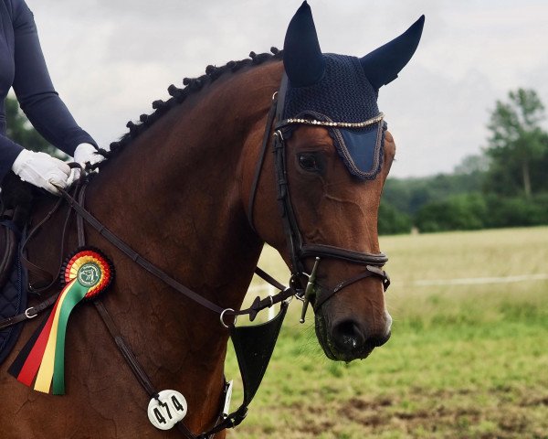 jumper True Fate (Hanoverian, 2017, from Tornesch)