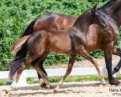 horse Golden Pearl (Austrian Warmblood, 2023, from Pramwaldhof's Tarantino)