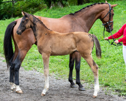 horse Kjano STH (Austrian Warmblood, 2023, from Kjento)