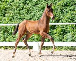 horse Valendero HN (Austrian Warmblood, 2023, from Va' Pensiero FRH)