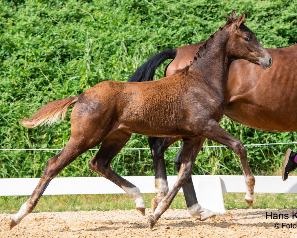 horse Tiffany van de Fils (Austrian Warmblood, 2023, from Feliciano)