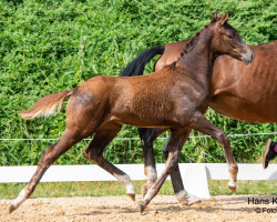 horse Tiffany van de Fils (Austrian Warmblood, 2023, from Feliciano)