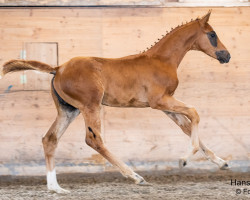 horse Sancor (Austrian Warmblood, 2023, from San To Alati FRH)