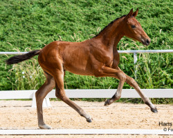 horse Feline (Austrian Warmblood, 2023, from Fineline)
