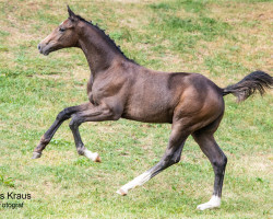 horse Duca di Castro (Austrian Warmblood, 2023, from Decurio 3)