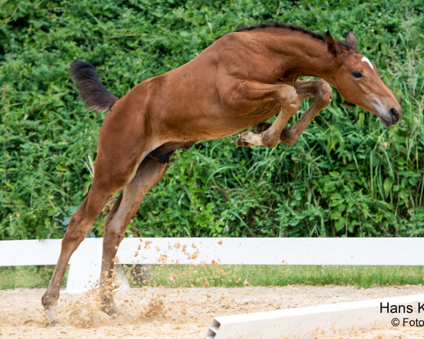 Pferd Lomitas (Österreichisches Warmblut, 2023, von Larimar)