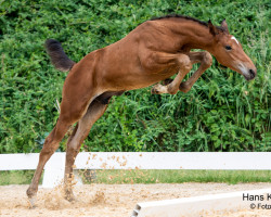 horse Lomitas (Austrian Warmblood, 2023, from Larimar)