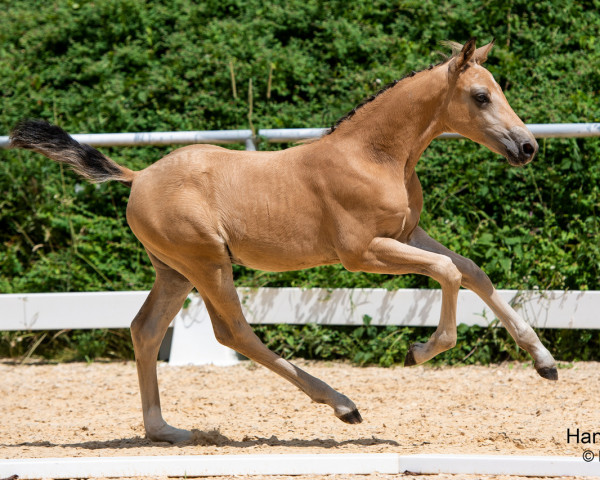 horse Double Cheese T (Austrian Reitpony, 2023, from Double Cream)