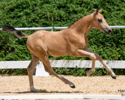 horse Double Cheese T (Austrian Reitpony, 2023, from Double Cream)