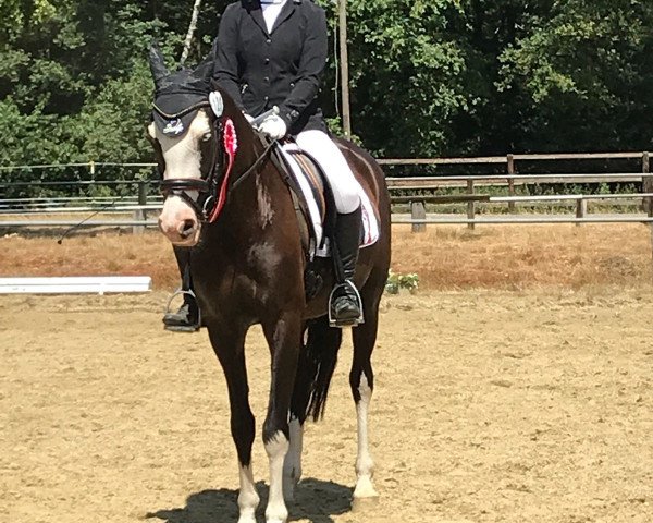dressage horse Cayenne D'Ivoire (German Warmblood, 2012, from Phadi d'al Bassatine)