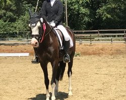 dressage horse Cayenne D'Ivoire (German Warmblood, 2012, from Phadi d'al Bassatine)