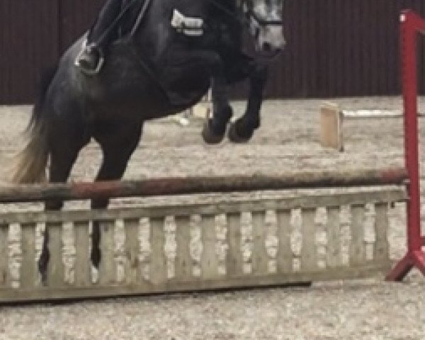 Pferd Pacuna (Deutsches Sportpferd, 2018, von Lord Loxley I)