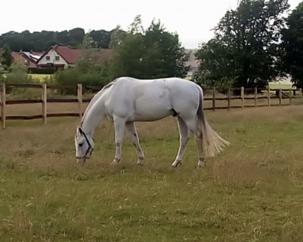 jumper Carlos 729 (German Sport Horse, 2010, from Chap 47)