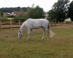jumper Carlos 729 (German Sport Horse, 2010, from Chap 47)