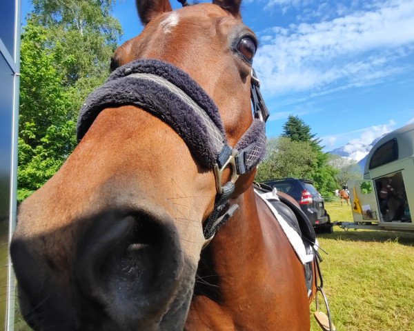 Cavallo da salto Xenia's Donna Regina (Pony senza Denominazione di Razza, 2011, di Dá Vinci)
